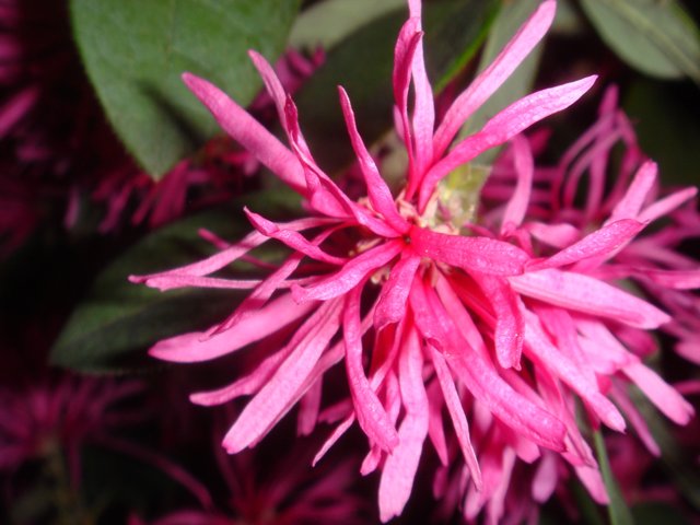 Pink Dahlia Flower Close-Up