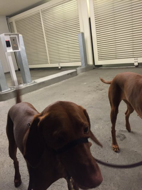 Two Canine Buddies in a Garage