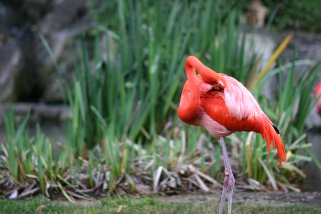 A Flamboyant Flamingo in the Grass