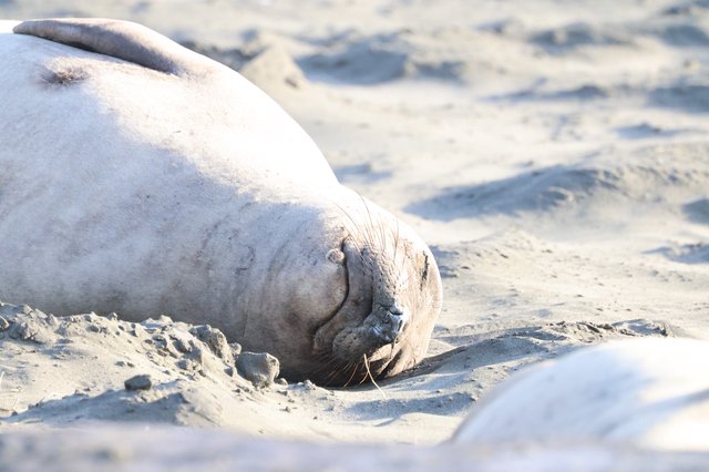 Resting Elephant Seal on Sandy Beach