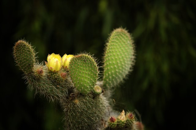 Vibrant Cactus Blossom at San Francisco Zoo