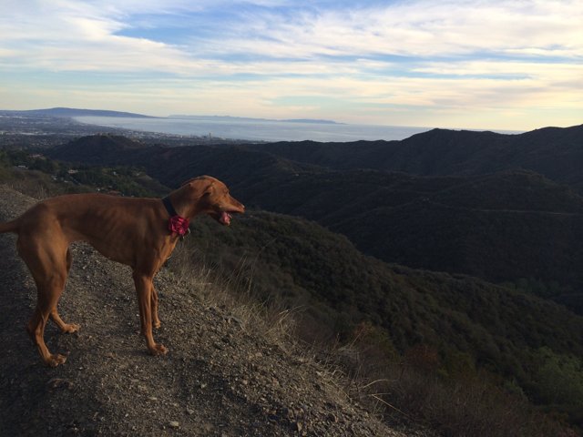 Canine With a View