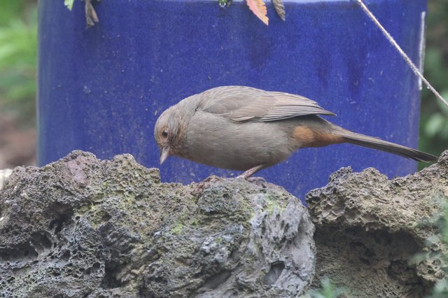 Siberian Accentor Foraging on Textured Rock Wall