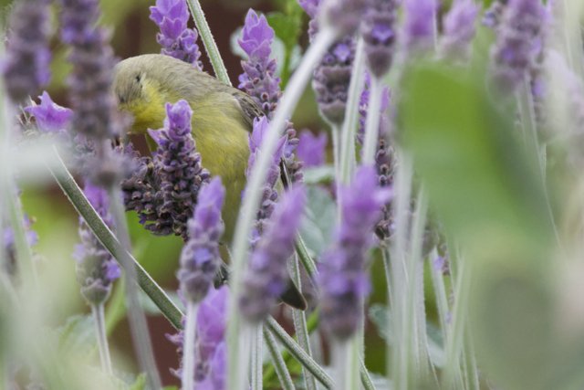 Lavender Haven