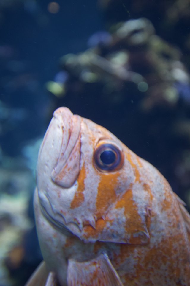 Orange and White Fish Close-Up in Aquarium