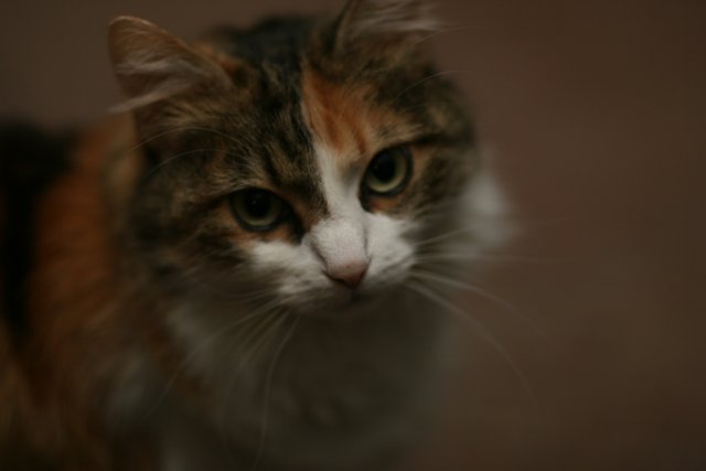 Purrfectly Photogenic Calico Cat