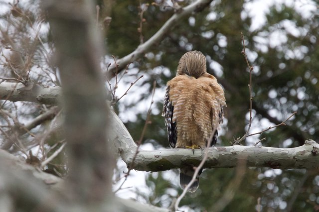 Red-Shouldered Hawk Perched in Winter Tree