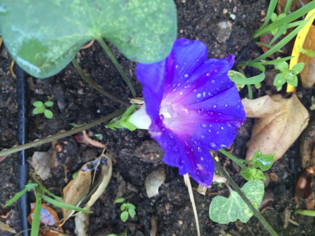 Purple Geranium Flower with Dew