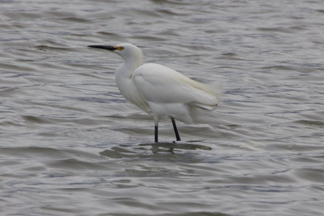 Majestic Egret in San Pablo Bay
