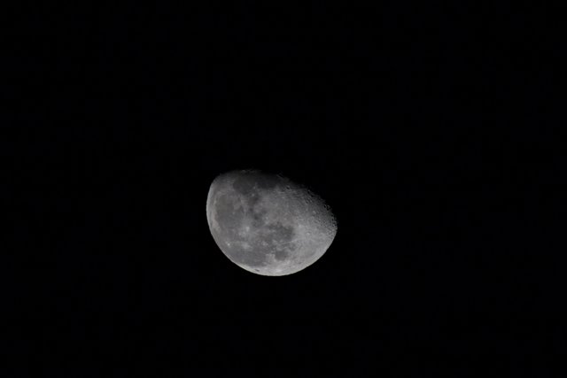 Moonlit Majesty in Monochrome
