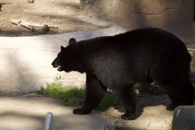 Stroll of the Black Bear at SF Zoo