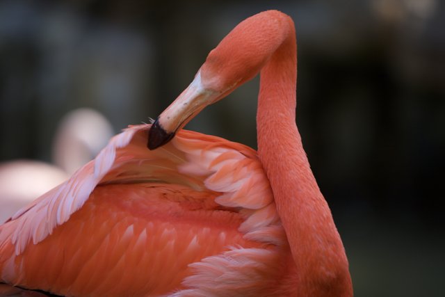 Flamingo in Serenity