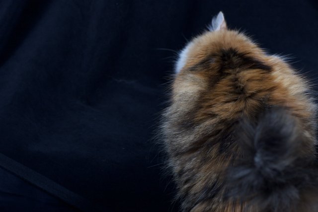 Curious Manx Kitten