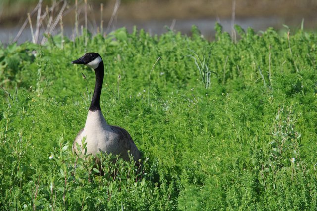 Canada Goose in Lush Green Wetland Grass