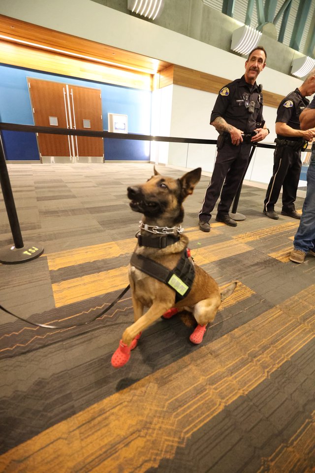 K9 Police Dog in Red Crocs at Airport Checkpoint