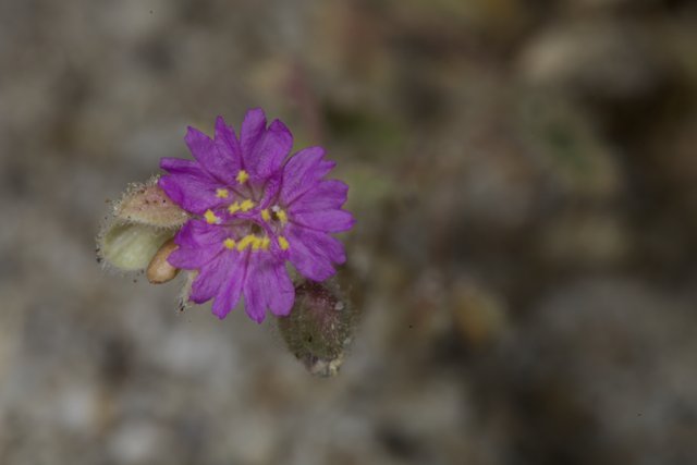 The Stunning Purple Geranium
