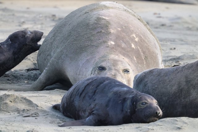Northern Elephant Seal Mother with Dark Pups on Beach