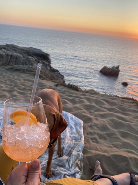 Sunset Sips with My Furry Friend