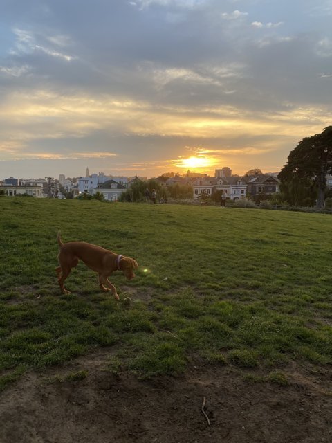 Running Free in the Sunset