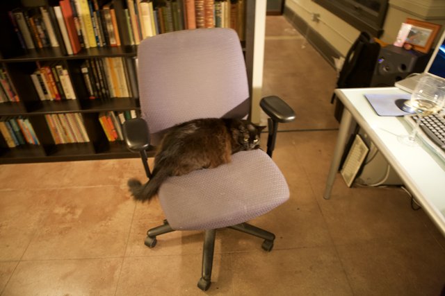 The Bookish Cat on a Swivel Chair