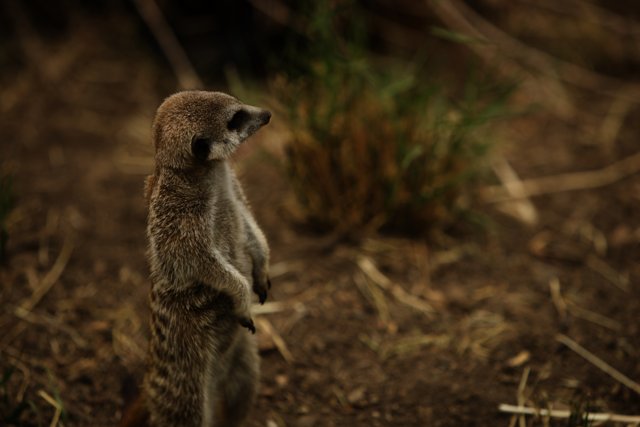 Vigilant Meerkat: The Zoo Watchman