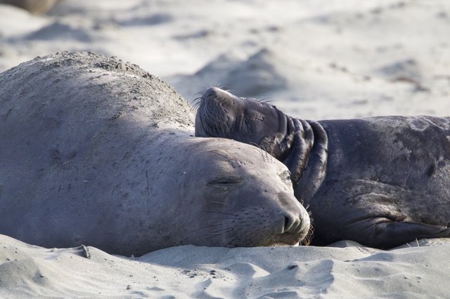 Mother and Pup Elephant Seals Resting on Sandy Beach