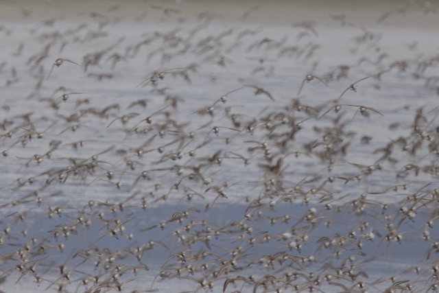 Symphony in Flight