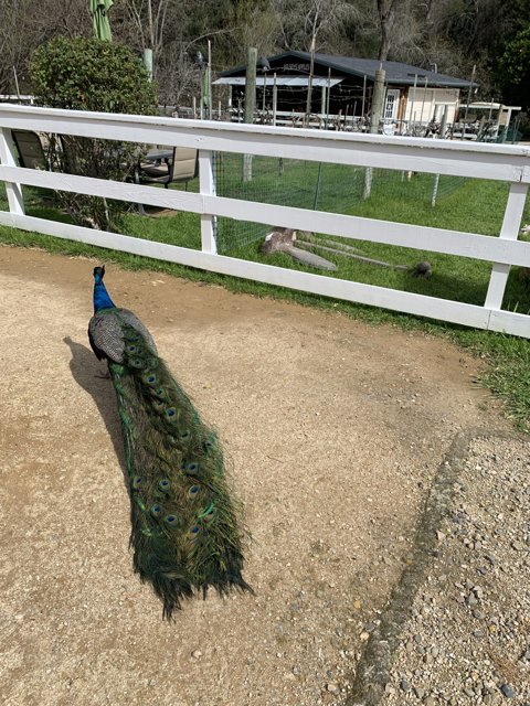 Majestic Peacock Strolls Down Dirt Road