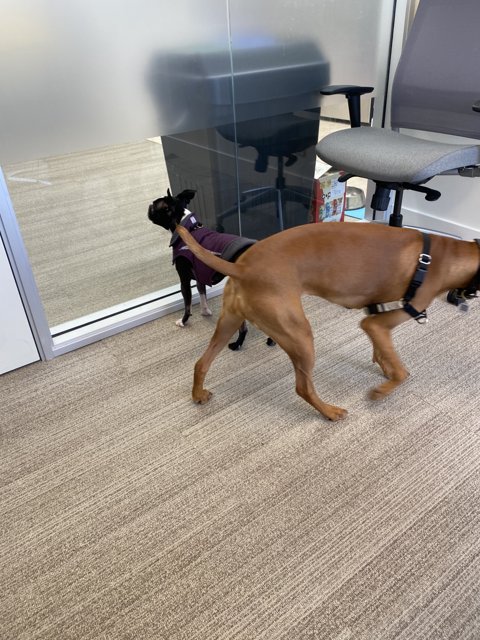 Office Pooches