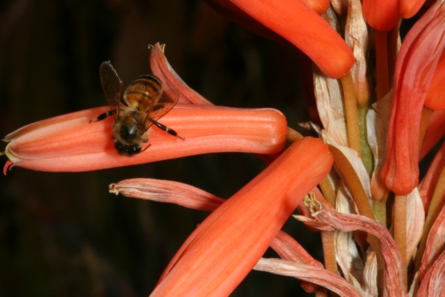 Bee Pollinating a Red Lily Flower