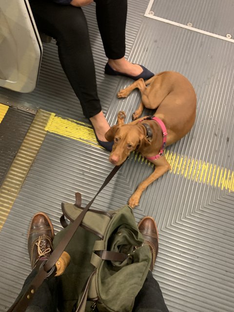 Dog on the Train