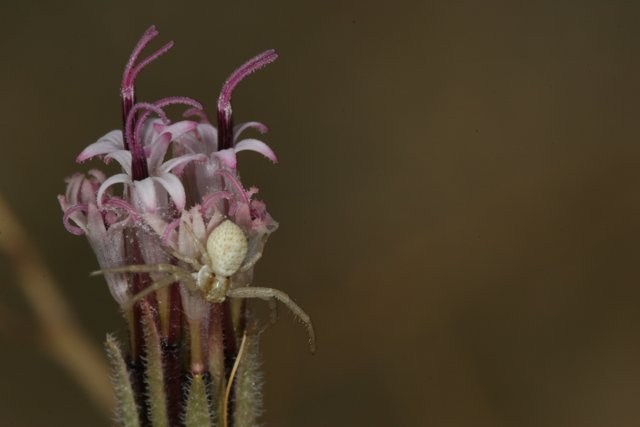 Garden Spider Resting on Desert Flower
