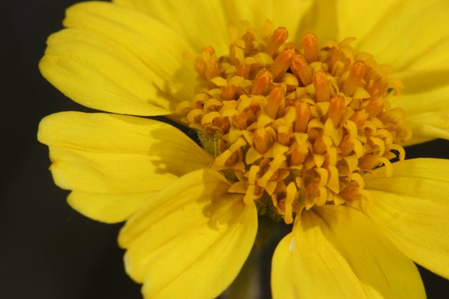 A Yellow Daisy in the Desert