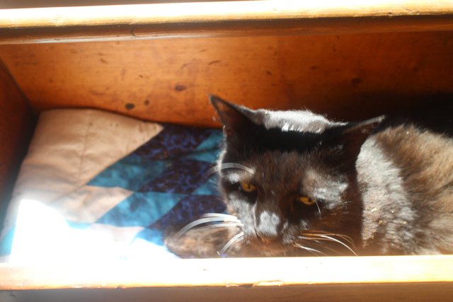 Feline Retreat in a Drawer