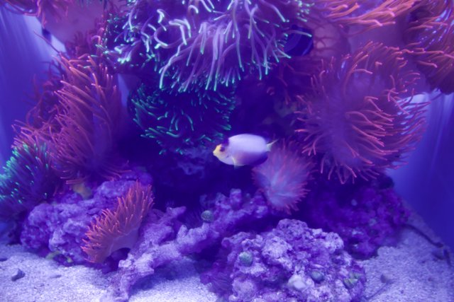 Vivid Underwater Ecosystem: A Clown Fish Tale