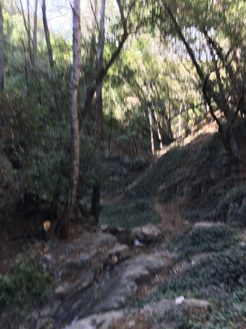 A Serene Trail in the Angeles National Forest