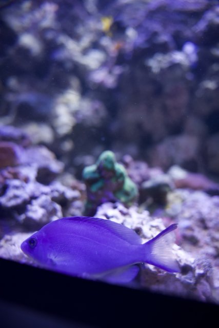 Deep Dive into the Aquatic Realm - The Majestic Purple Fish