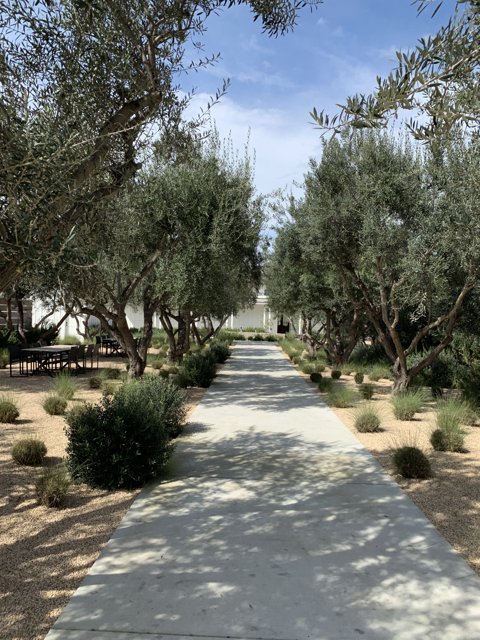 The Olive Pathway