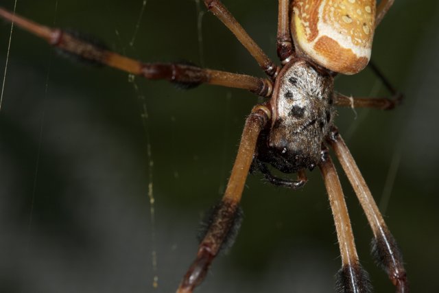 Garden Spider with a Long Tail