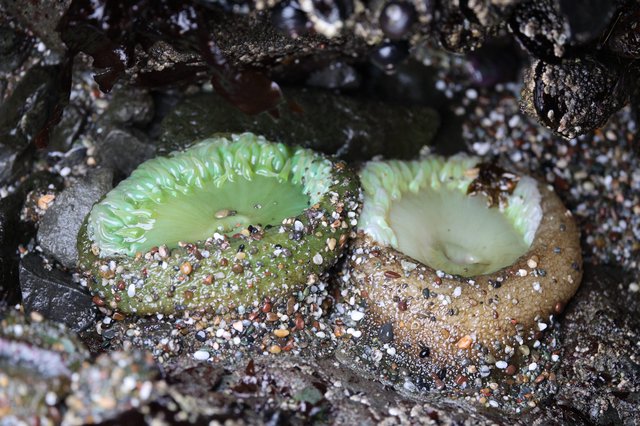 Giant Green Anemones Exposed at Low Tide