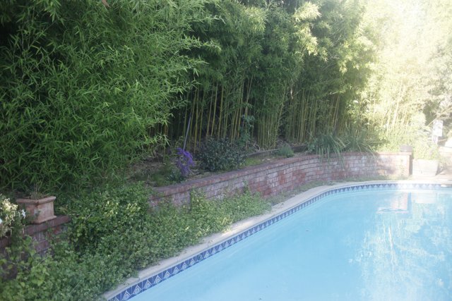 A Serene Oasis - Pool surrounded by Bamboo Wall