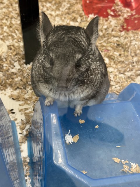 Curious Chinchilla in Walnut Creek