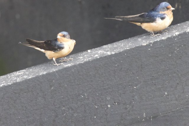 Feathered Companions