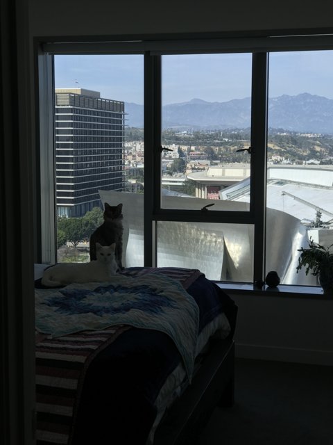 Feline Relaxation with a View