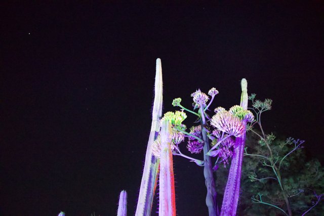 Nighttime Radiance in the Garden of D'Lights