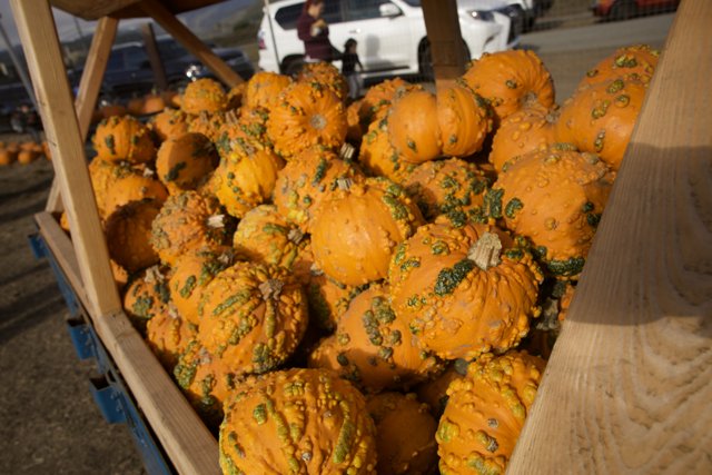 Harvest Season Bounty - Pumpkin Patch, Halfmoon Bay