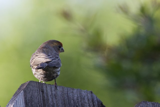 Perched in Serenity