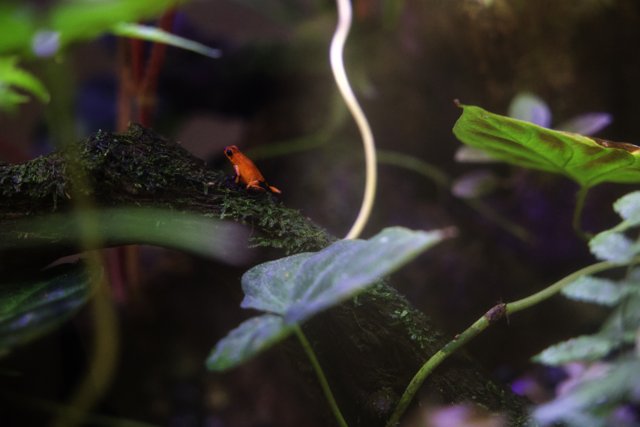 Mysterious Mini Creature at California Academy of Sciences