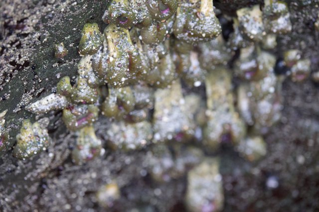 Encrusted Barnacles Clinging to Tidal Rock Surface