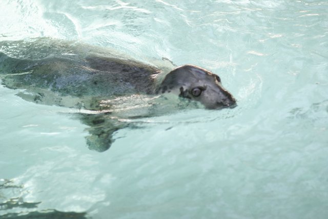 Playful Seal in the Zoo Pool